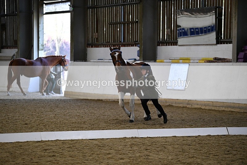 WJ5_4216 - Class 6 In hand M&M - Large Breeds