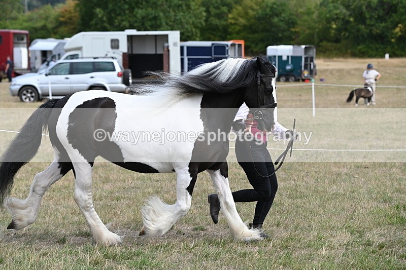 WJ6_6527 - Class 20 In-hand Cob