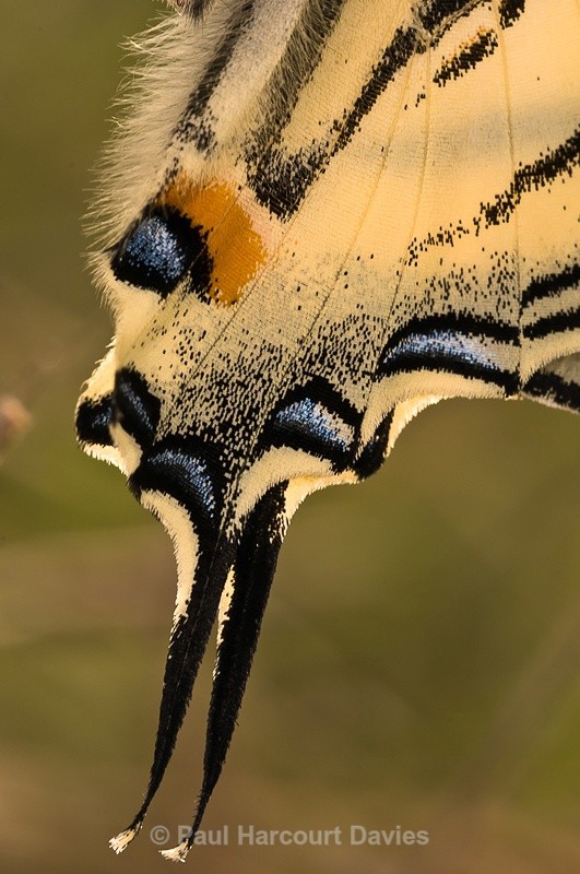  - Bugs: Butterflies