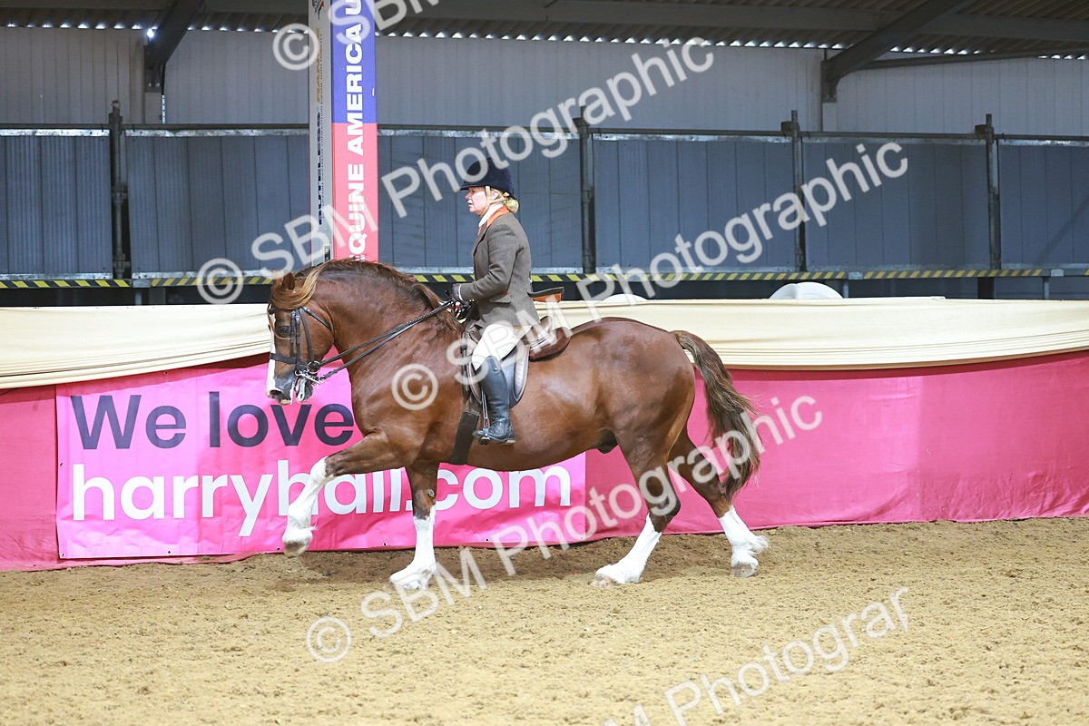 SBM_12475 - Class 103 - HOYS Veteran Qualifier - Ridden Pre Vet