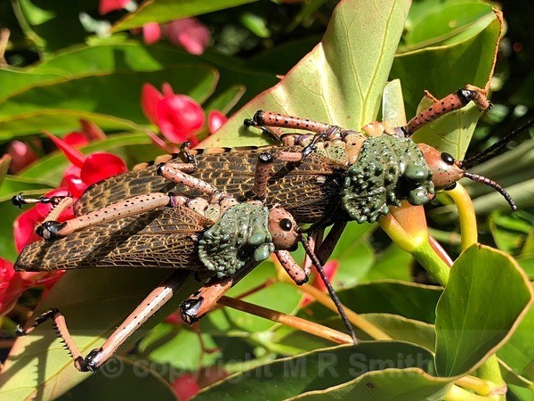 African Bush Grasshopper - BIRDS & INSECTS