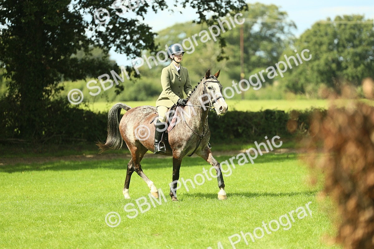 SBM_42125 - S29 - Novice & Newcomers Working Hunter Pony