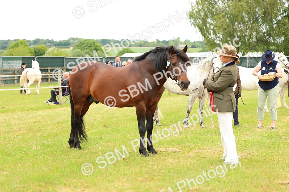 SBM_04238 - Class 64-67 - Shetland Pony In Hand