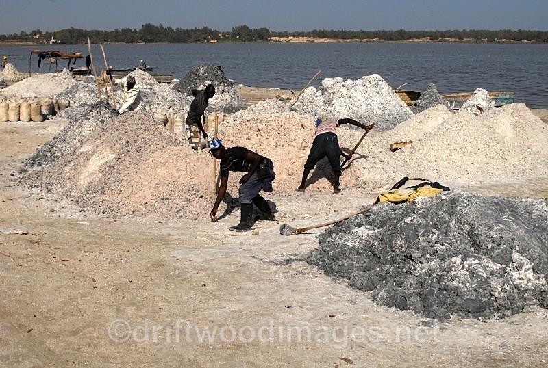 Senegal Lac Rose salt production moving salt for sun drying - Senegal Salt Production at Lac Rose