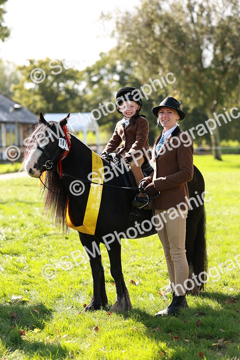 SBM_42188 - S32 - Mountain & Moorland Working Hunter Pony