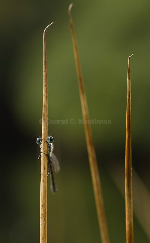 I spy with my big eyes - Dragons