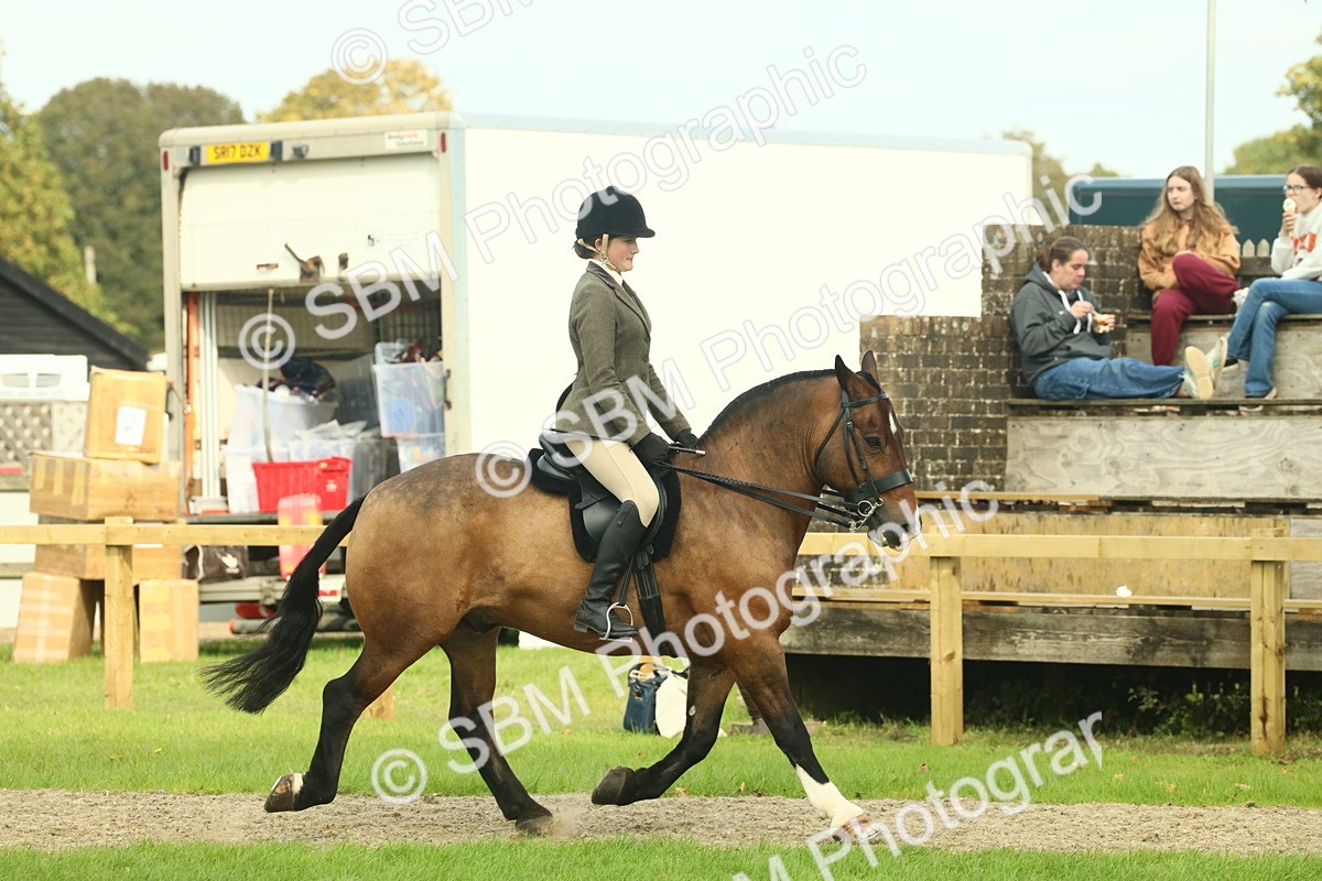 SBM_68201 - S58 - Mini Show Cob Ridden