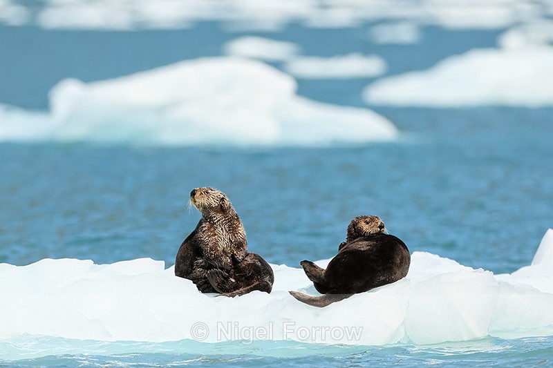 Two Sea Otters on ice floe near Surprise Glacier, Alaska - Otter