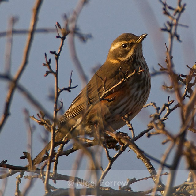 Redwing - Redwing