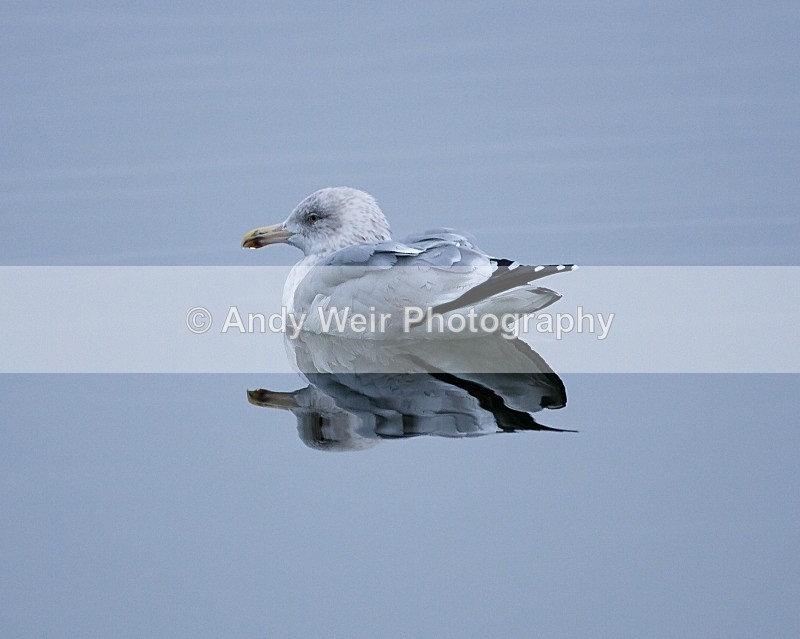 20090104-075 - Common Gull
