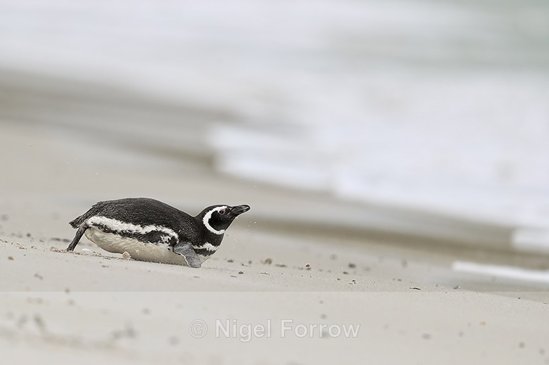 Magellanic Penguin sliding on belly towards sea, Falklands - Magellanic Penguin