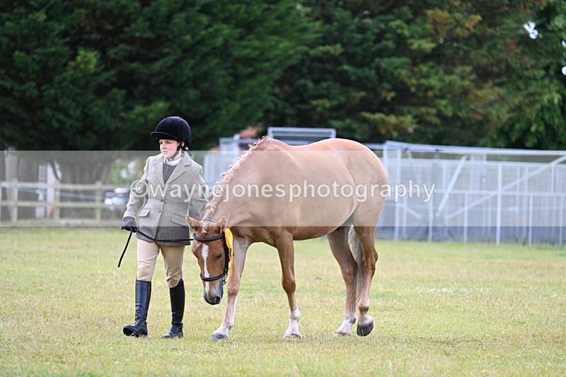 WJ7_6787 - Class 5 Handsome Gelding in hand