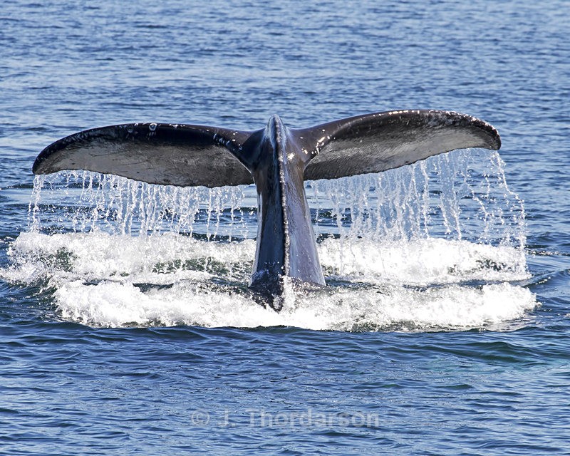  - Humpback Whale Flukes
