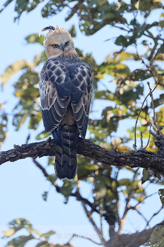 Changeable Hawk-Eagle back view, Bandhavgarh Tiger Reserve, India - Changeable Hawk-Eagle