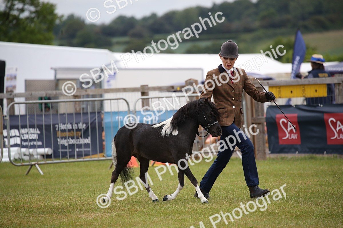 SBM_03695 - Class 23-25 - British Miniature Horse of the Year