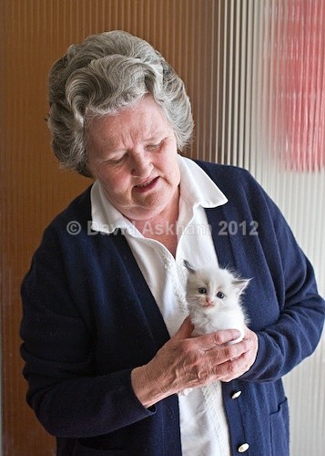Very young kitten - Pets