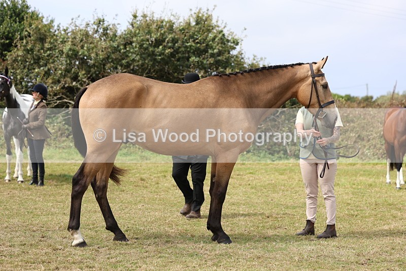 3E7A5547 - Class 20: Sports Horse In Hand
