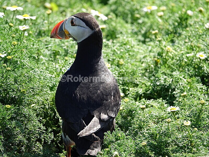 DSC00295 - Skomer 2019