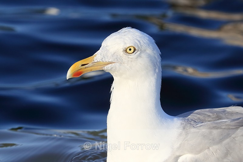 Herring Gull (adult) head close view, Flatanger, Norway - Herring Gull