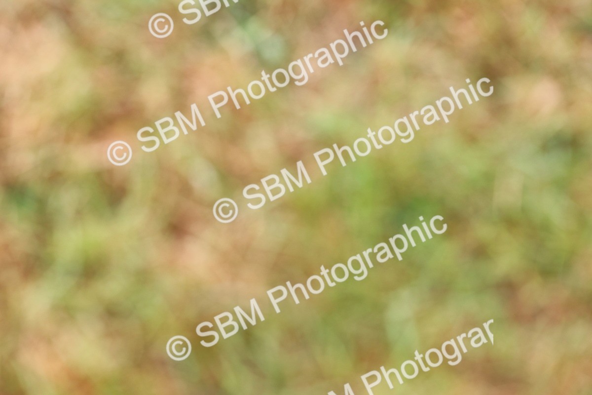 SBM_02575 - Class 9-11 Side Saddle including LIHS Rising Star Ladies Show Horse