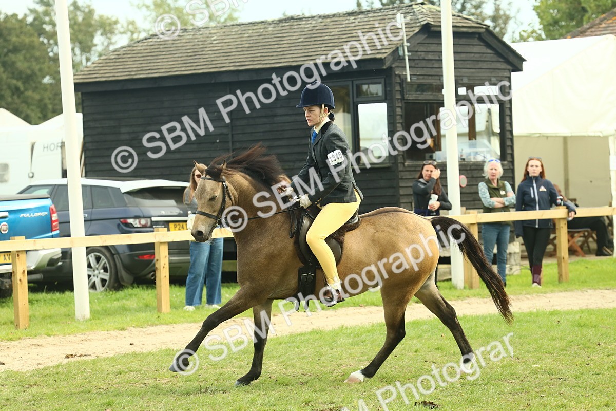 SBM_69839 - S59 - Mountain & Moorland Ridden Small Breeds