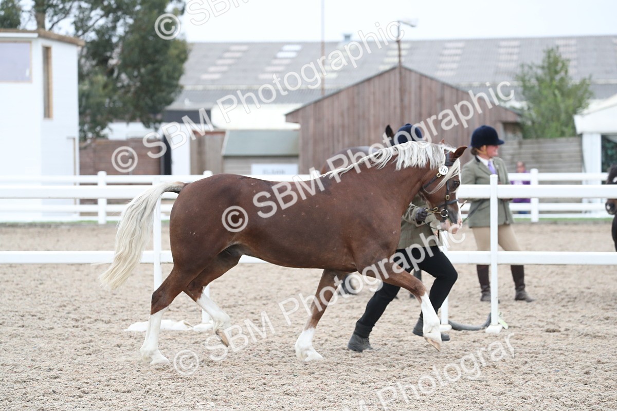 SBM_17898 - Class 317 IH Pure bred Horse/Pony