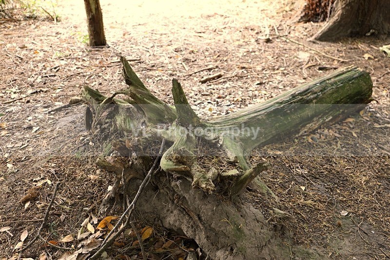 Fallen tree - Plants and Trees
