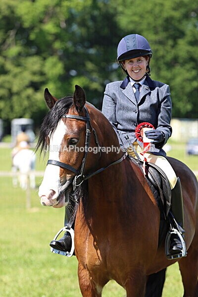 IMG_4193 - Working Hunter