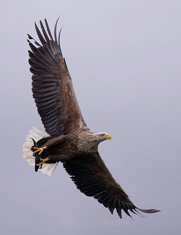 WHITE TAILED EAGLE, ISLE OF MULL, SCOTLAND - THE WHITE TAILED EAGLES GALLERY. Images of the British Sea Eagle