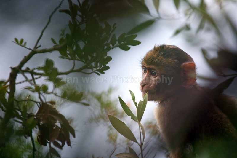 Barbary Macaques (Macaca sylvanus) feeding in a tree on the Rock of Gi - Barbary Macaques at the Rock of Gibraltar