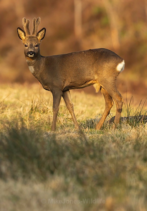 roe deer 2 - ROE DEER