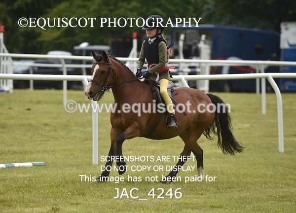 JAC_4246 - WORKING HUNTER CHAMPIONSHIP