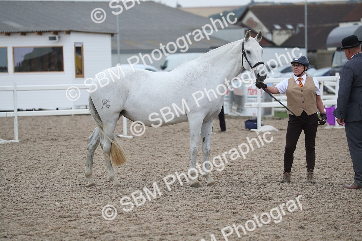 SBM_17989 - Class 317 IH Pure bred Horse/Pony