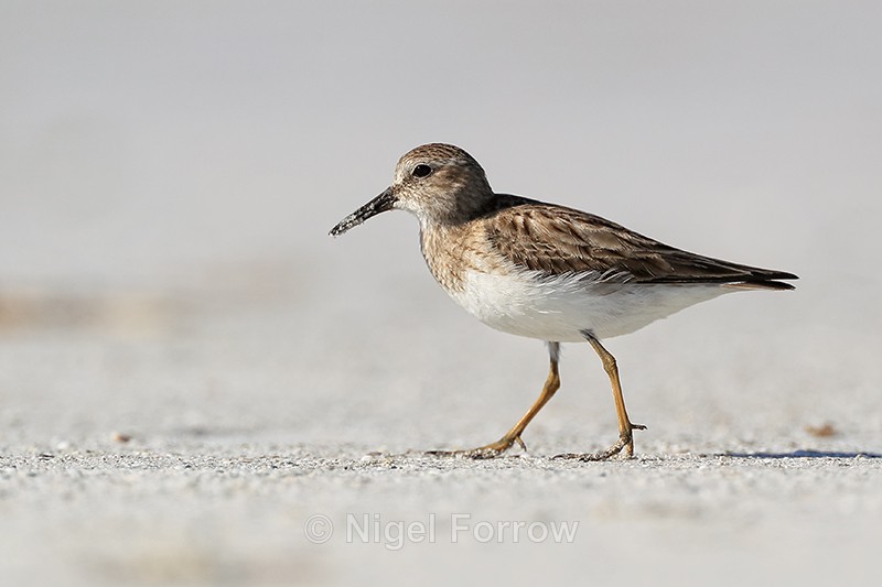 Least Sandpiper (non-breeding plumage), Fort De Soto Park, Florida - Least Sandpiper