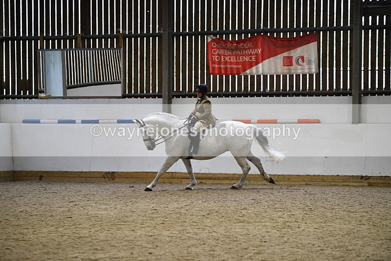 WJ5_9040 - Class 15 Ridden Show Horse