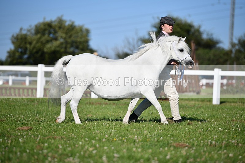 DSC_5189 - Classes 47 & 48: NPS M&M Brood Mare and Foal