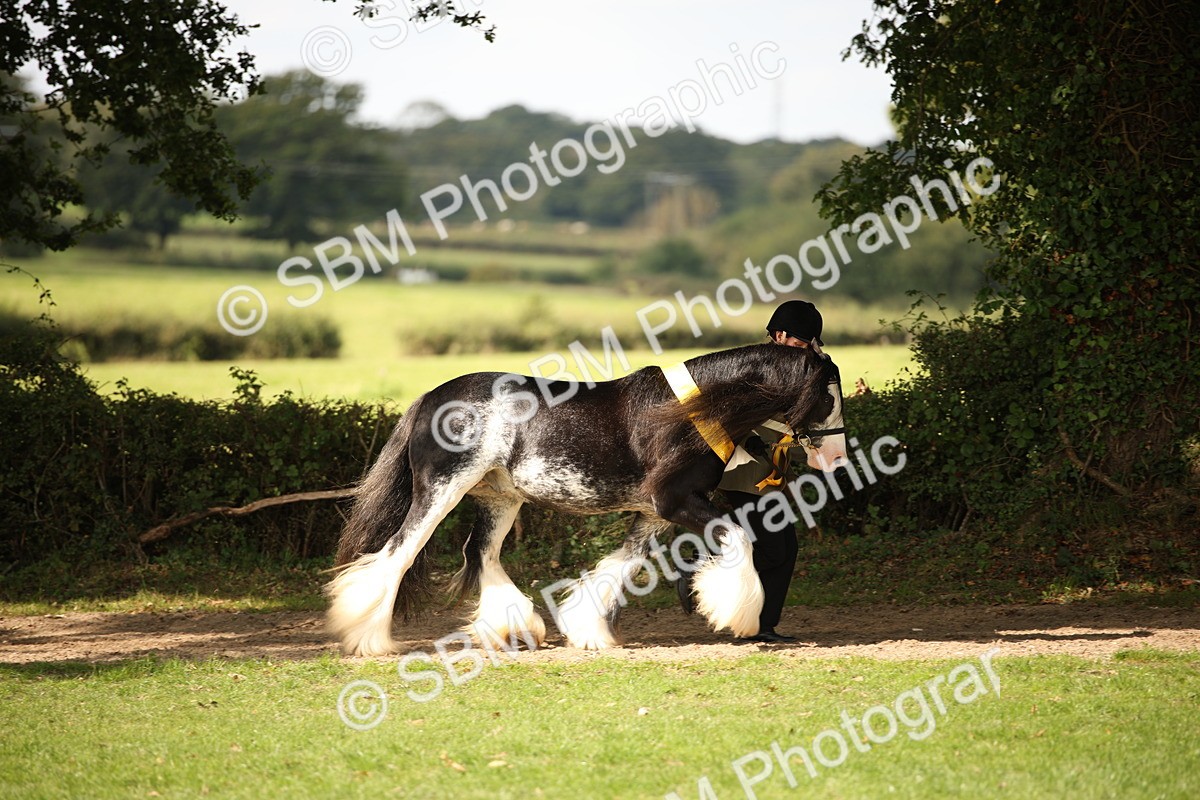 SBM_62929 - In Hand Horse Supreme Championship