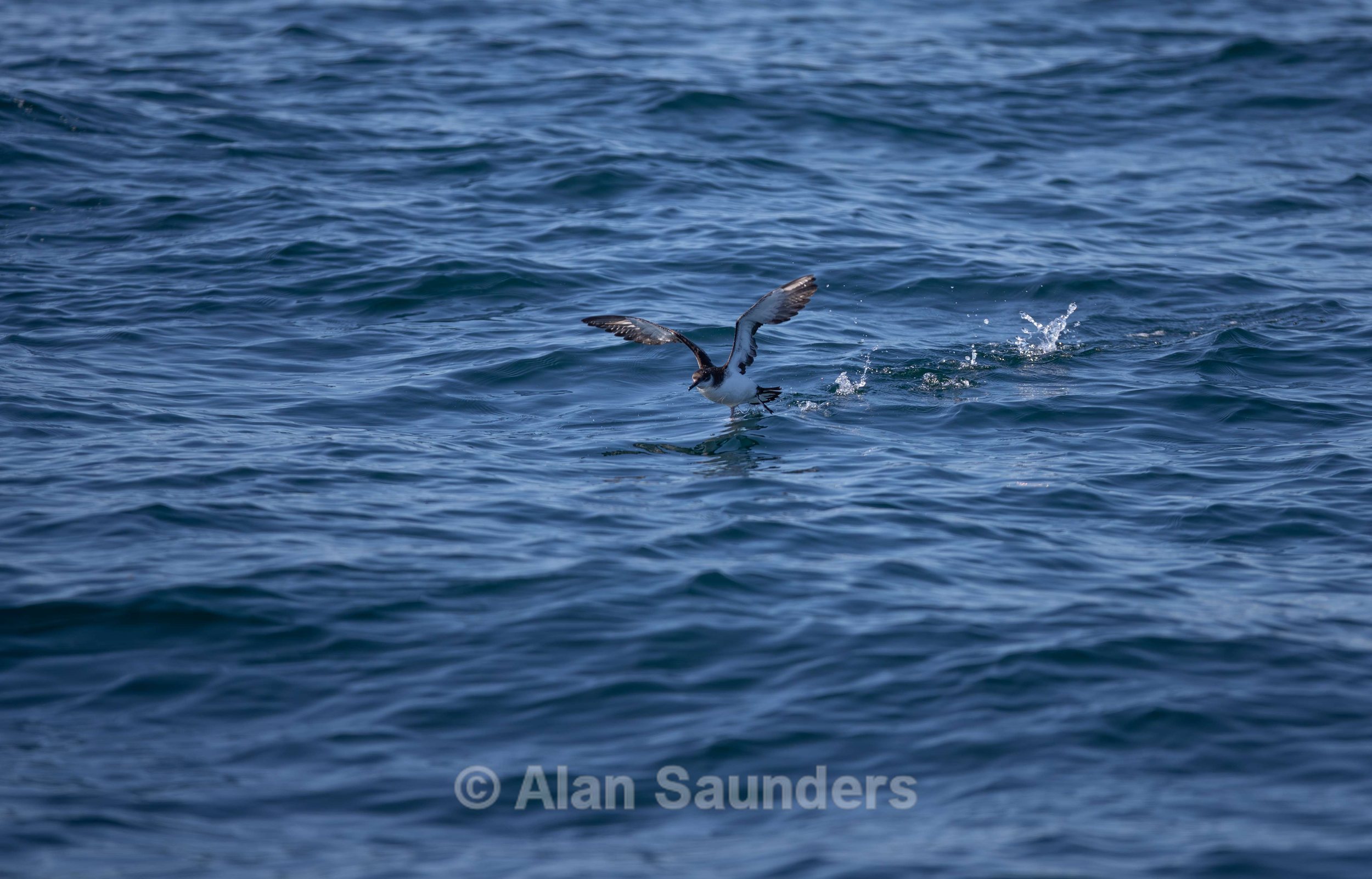 Manx Shearwater 7