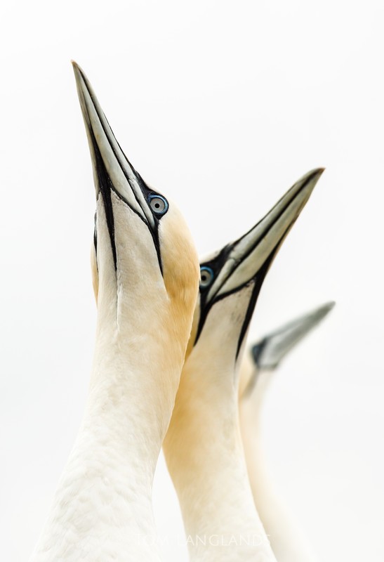 Northern Gannet - Gannets and Puffins