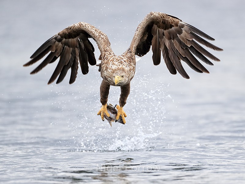 Sea Eagle & fish, front view, Flatanger, Norway - White-tailed Sea-Eagle
