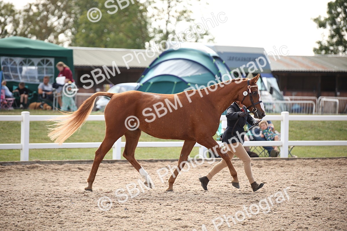 SBM_07067 - Class 25 IH Foreign Breeds- Pure bred