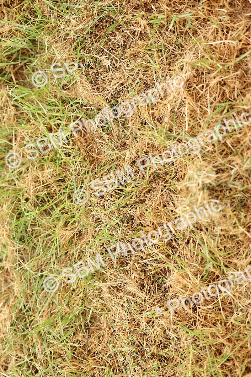 SBM_00589 - Class 58-67 - M&M Non Welsh Pony In hand