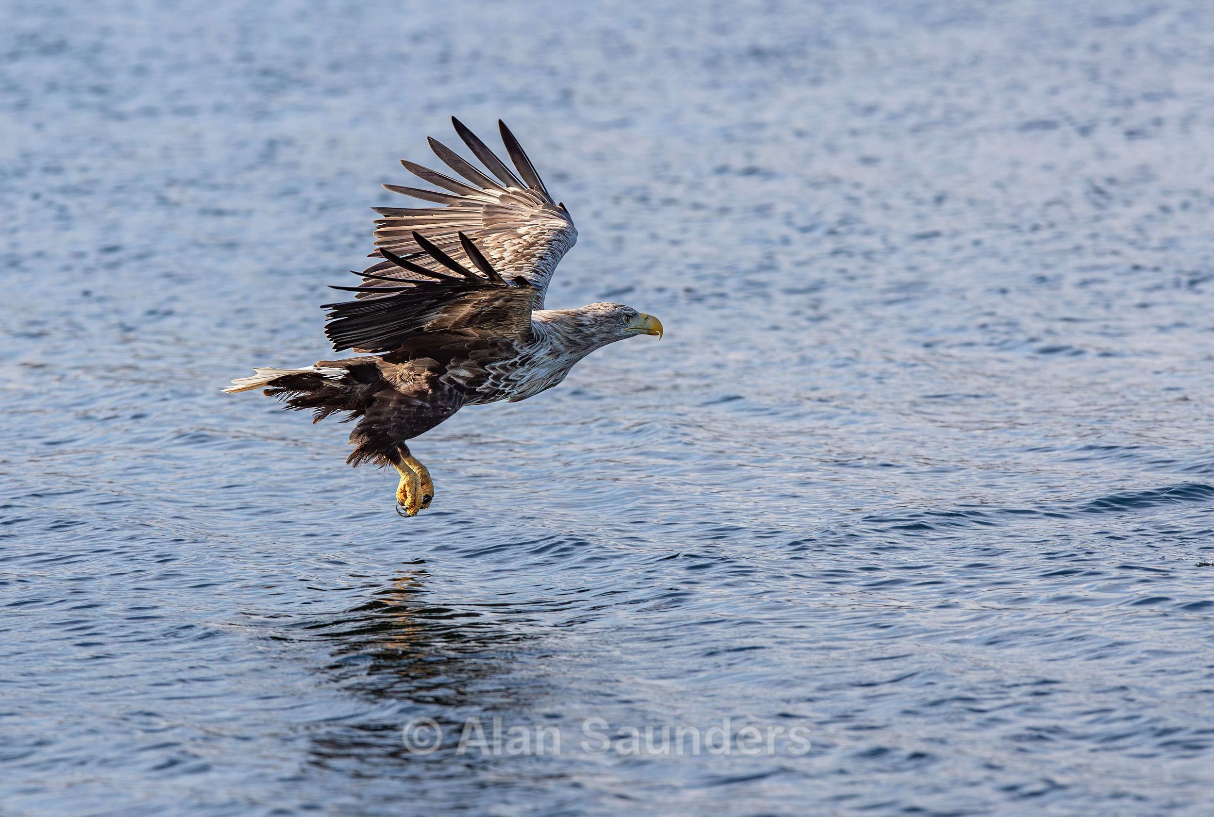 White Tailed Eagle 89