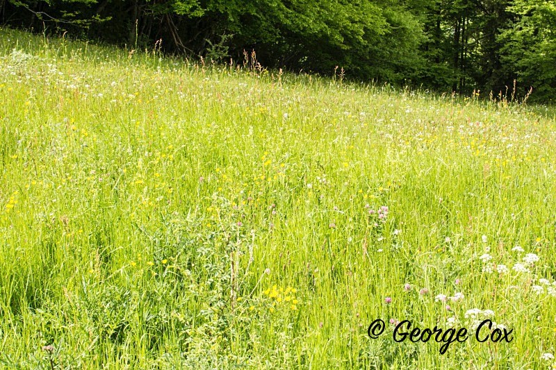 Vercors Meadow - Vercors Landscapes