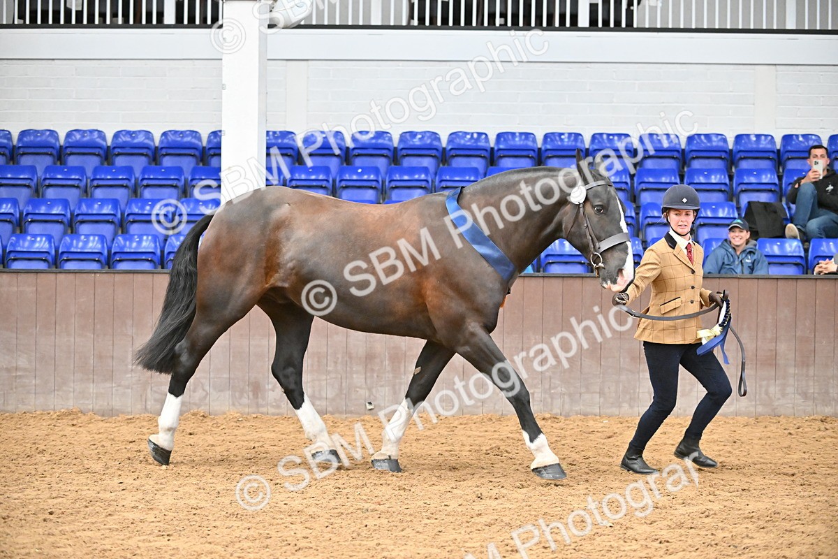 SBM_000806 - Class 16 - In Hand Showing Supreme Championships