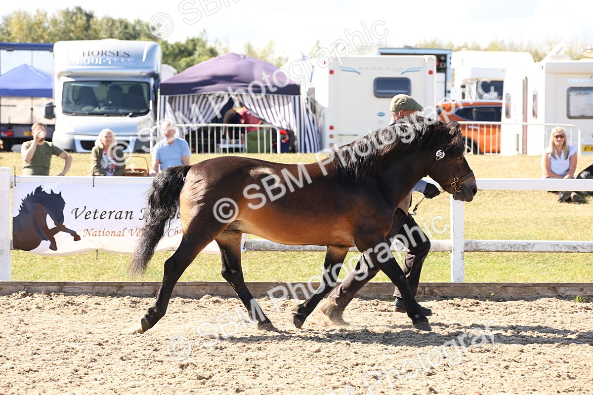 SBM_13906 - Class 205 - IH Show Pony - Show Hunter Pony