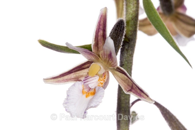  - WB: Orchids - Various