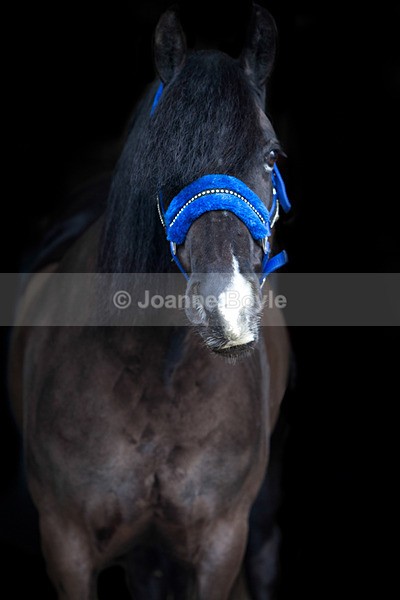 blackhorseblkbkdrop - Equine Gallery Portfolio