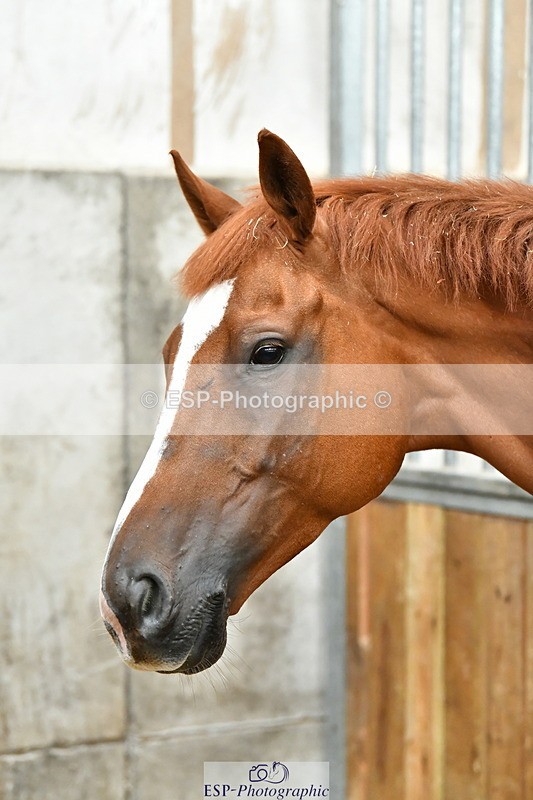 230804A-094048-02172 - Stable Shots