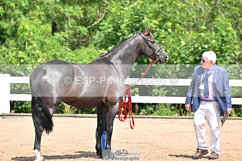 240718A-105242-01053 - Trot Up 11am to 12pm